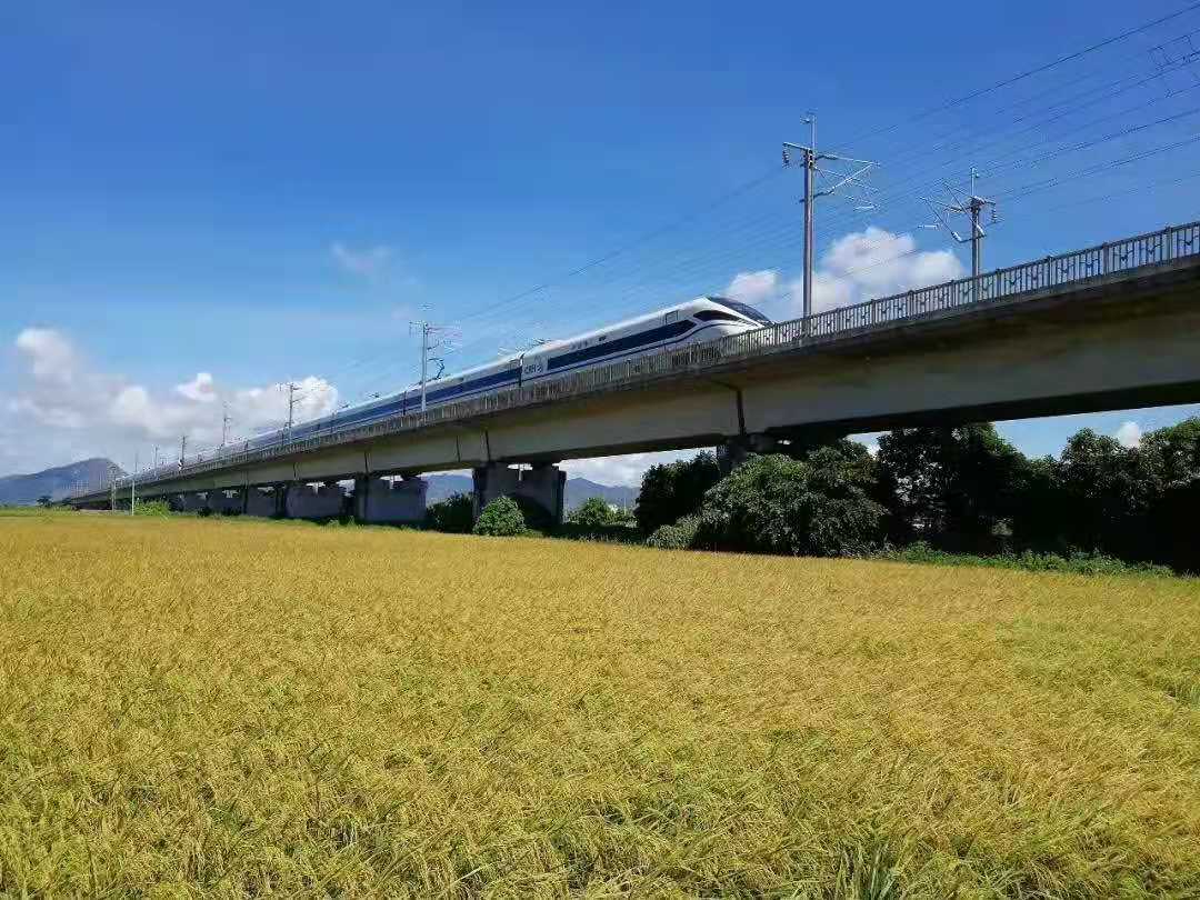 “梅陇香”优质水稻基地.jpg